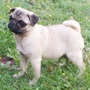 mops - curica na prodaju FLORA 2