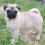 mops - curica na prodaju FLORA 3