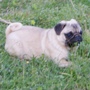 mops - curica na prodaju FLORA 5