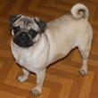 MOPS - štenci na prodaju - ODYSEA 1