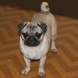 MOPS - štenci na prodaju - ODYSEA 5