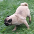 MOPS - štenci na prodaju - OPAL 3