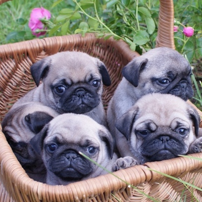 MOPS - štenci na prodaju - leglo "O"