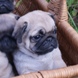 MOPS - štenci na prodaju - leglo "O" 2