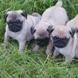 MOPS - štenci na prodaju - leglo "O" 3