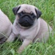 MOPS - štenci na prodaju - leglo "O" 5