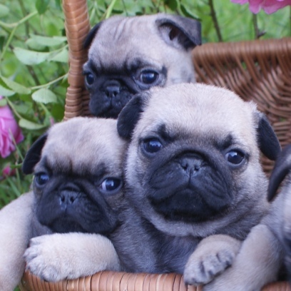 MOPS - štenci na prodaju - leglo "P" 