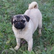 MOPS - štenci na prodaju - PETIT ANGEL 4