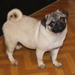MOPS - štenci na prodaju - PETIT ANGEL 5