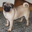 MOPS - štenci na prodaju - PETUNIA 1