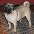 MOPS - štenci na prodaju - PETUNIA 3