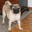 MOPS - štenci na prodaju - PETUNIA 4