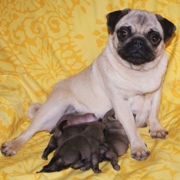 MOPS - štenci na prodaju - leglo "R" 