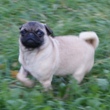 MOPS - štenci na prodaju - RHAPSODY 3