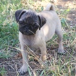 MOPS - štenci na prodaju - SAMANTHA 1