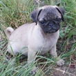 MOPS - štenci na prodaju - SAMANTHA 3