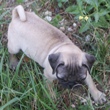 MOPS - štenci na prodaju - SAMANTHA 4