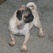 MOPS - štenci na prodaju - SATEEN 2