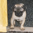 MOPS - štenci na prodaju - SATEEN 5