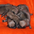 MOPS - štenci na prodaju - leglo "W" 1