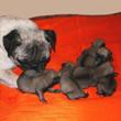 MOPS - štenci na prodaju - leglo "W" 3