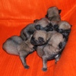 MOPS - štenci na prodaju - leglo "W" 5