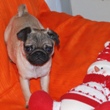 MOPS - štene na prodaju - WRANGLER 1