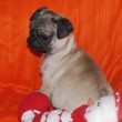 MOPS - štene na prodaju - WRANGLER 2