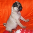 MOPS - štene na prodaju - WRANGLER 4