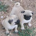 PUG for sale - PUPPIES